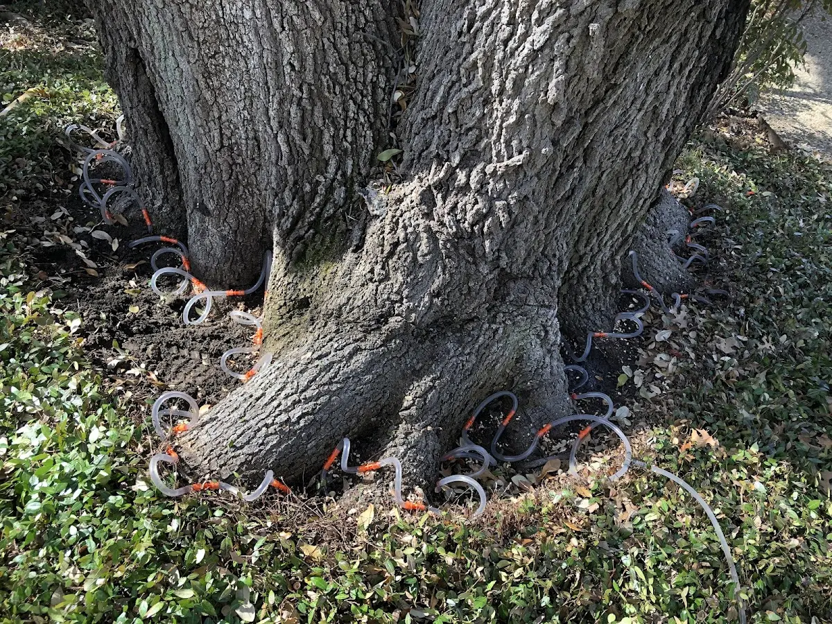 Detailed Tree Cabling and Bracing job site in Annabella
