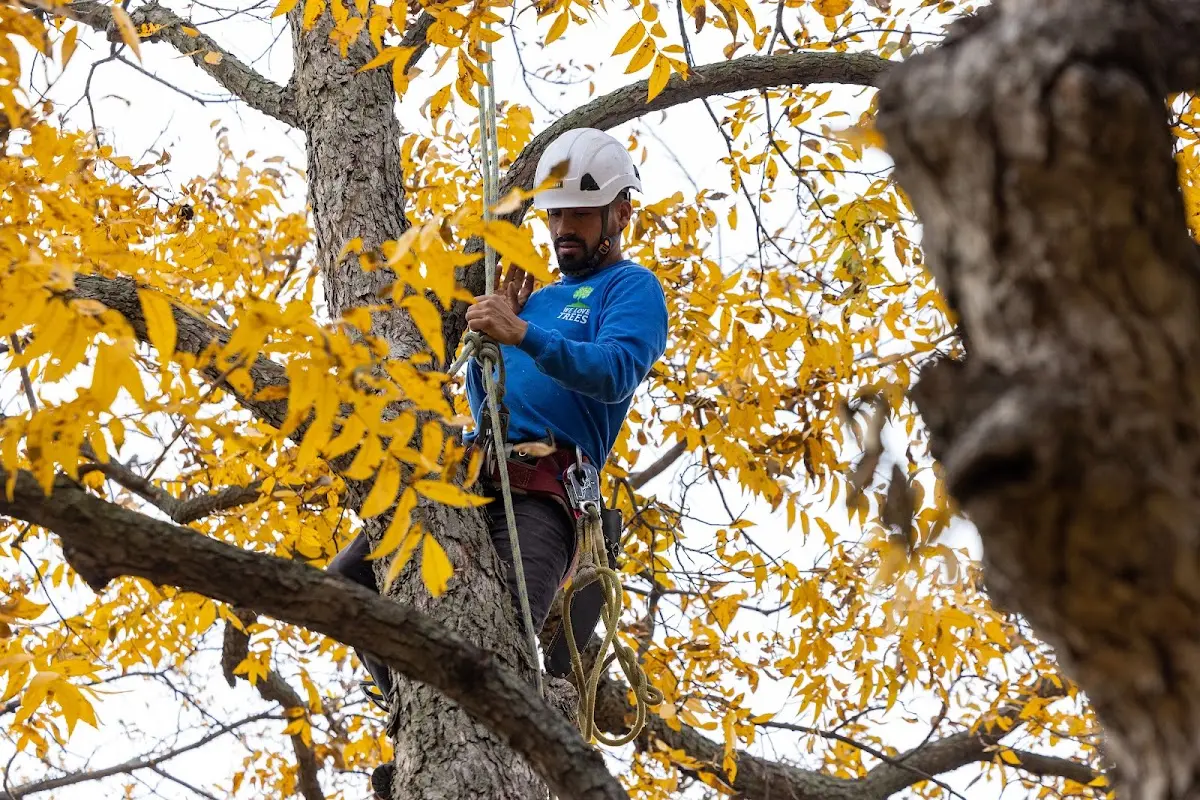 Skilled Tree Pruning crew working in Annabella