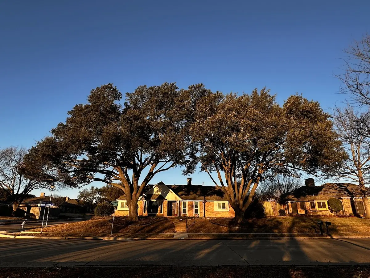 Established residential canopy tree shading a home in Annabella